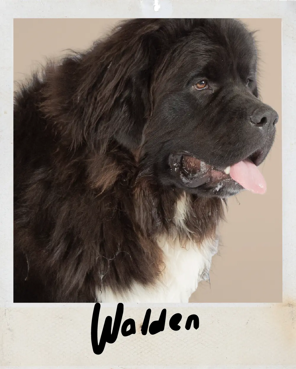 Walden