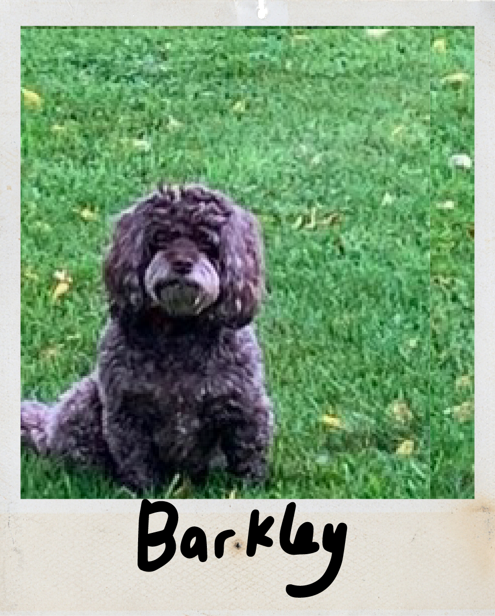 Barkley the dog is a Havanese/Maltese mix.